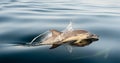 Dolphin, swimming in the ocean Royalty Free Stock Photo