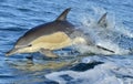 Dolphin, swimming in the ocean. Royalty Free Stock Photo