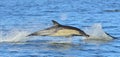 Dolphin, swimming in the ocean. Dolphins swim and jumping from the water. Royalty Free Stock Photo