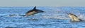 Dolphin, swimming in the ocean and hunting for fish. Dolphin swim and jumping from the water. The Long-beaked common dolphin scie Royalty Free Stock Photo