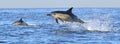 Dolphin, swimming in the ocean and hunting for fish. Dolphin swim and jumping from the water. The Long-beaked common dolphin scie Royalty Free Stock Photo