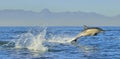 Dolphin, swimming in the ocean. Royalty Free Stock Photo