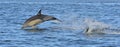Dolphin, swimming in the ocean. Dolphin swim and jumping from the water. The Long-beaked common dolphin scientific name: Delphinu Royalty Free Stock Photo