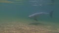 Dolphin Swimming & Playing Close Up On Surface.Playful Australian Humpback Dolphin
