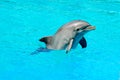 Dolphin swimming in a pool Royalty Free Stock Photo