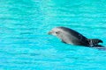 Dolphin swimming in a pool Royalty Free Stock Photo