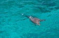 Dolphin swimming in the sea