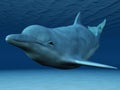 Dolphin swimming underwater. Royalty Free Stock Photo