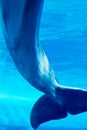 Dolphin swimming underwater Royalty Free Stock Photo