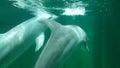 Dolphin swims in dolphinarium