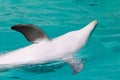 Dolphin swims in a large pool Royalty Free Stock Photo