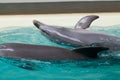 Dolphin swims in a large pool Royalty Free Stock Photo