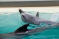 Dolphin swims in a large pool Royalty Free Stock Photo