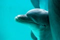 Dolphin swims in a large pool Royalty Free Stock Photo