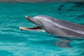 Dolphin swims in a large pool Royalty Free Stock Photo