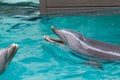 Dolphin swims in a large pool Royalty Free Stock Photo