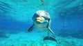 A dolphin swims underwater, showcasing a smiling pose in crystal clear blue water Royalty Free Stock Photo