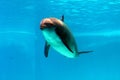 Dolphin swims in the water Royalty Free Stock Photo
