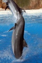Dolphin swirling
