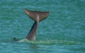 Dolphin Tail Royalty Free Stock Photo