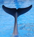 A dolphin tail Royalty Free Stock Photo