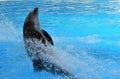 Dolphin on the tail in water Royalty Free Stock Photo