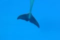 Dolphin tail waving Royalty Free Stock Photo