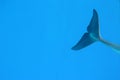 Dolphin tail waving