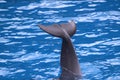 Dolphin tail waving