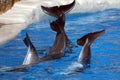 Dolphin tails Royalty Free Stock Photo