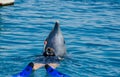 Dolphin and undefined girl in Red Sea water