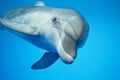 Dolphin under water Royalty Free Stock Photo