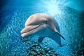 Dolphin underwater on blue ocean background