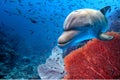 Dolphin underwater on blue ocean background