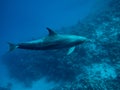Dolphin underwater IV