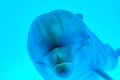 A dolphin underwater with sunbeams closeup. Young curious bottlenose dolphin looks at in camera and smiles blowing air Royalty Free Stock Photo