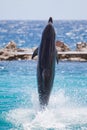 Dolphin walking on water Royalty Free Stock Photo