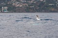 Dolphin watching from a speed boat on cloudy day. Royalty Free Stock Photo