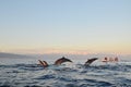 Dolphin watching during the sunrise time at Sanur, Bali. Royalty Free Stock Photo