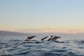 Dolphin watching during the sunrise time at Sanur, Bali. Royalty Free Stock Photo