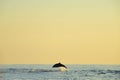 Dolphin watching during the sunrise time at Sanur, Bali. Royalty Free Stock Photo