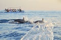 Dolphin watching during the sunrise time at Sanur, Bali.