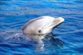 Dolphin in the water. Royalty Free Stock Photo