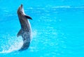 Dolphin is in the water. Cute smiling dolphin jumping and looking at the camera. Canary islands, Spain. Copy space.