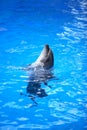 Dolphin In Water Royalty Free Stock Photo