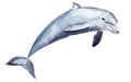 Dolphin watercolor single element illustration