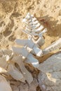 Dolphin and whale bones on the desert beach of Namibe. Angola.