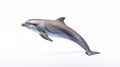 A dolphin on white background, is an aquatic mammal within the infraorder Cetacea