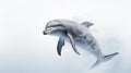 A dolphin on white background, is an aquatic mammal within the infraorder Cetacea