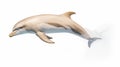 A dolphin on white background, is an aquatic mammal within the infraorder Cetacea